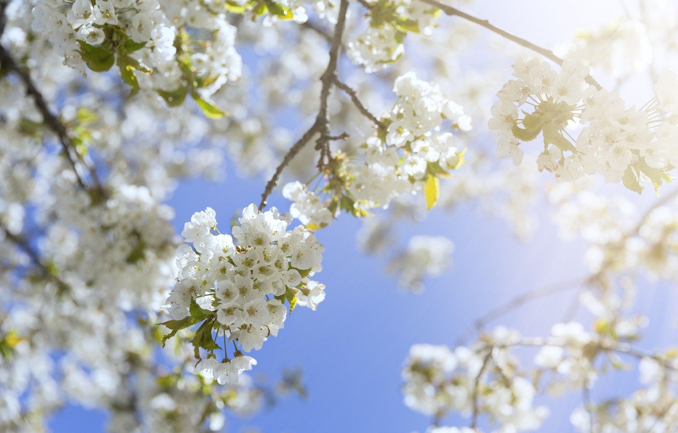 1332x850 Wallpaper the sky, the sun, branches, spring, sunshine, flowering