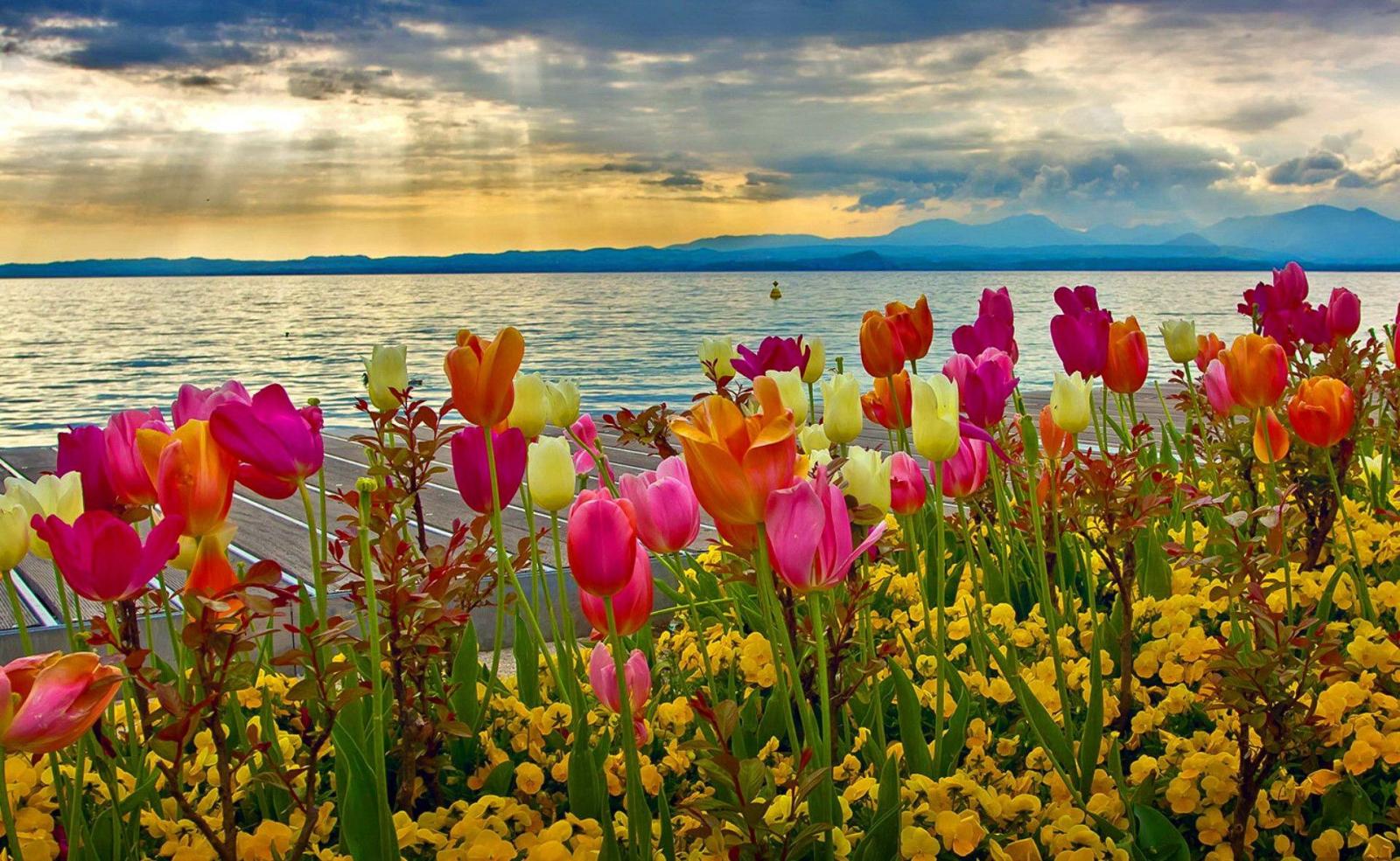 1920x1182 Flowers spring wallpapers Gallery
