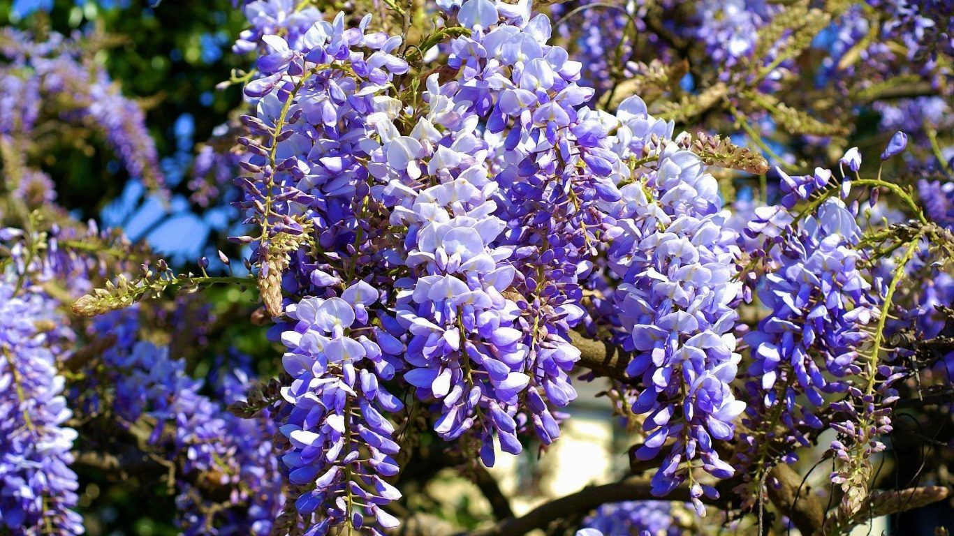 1366x768 Flowers: Spring Sunshine Blue Tree Wisteria Blossoms Flower Bouquet