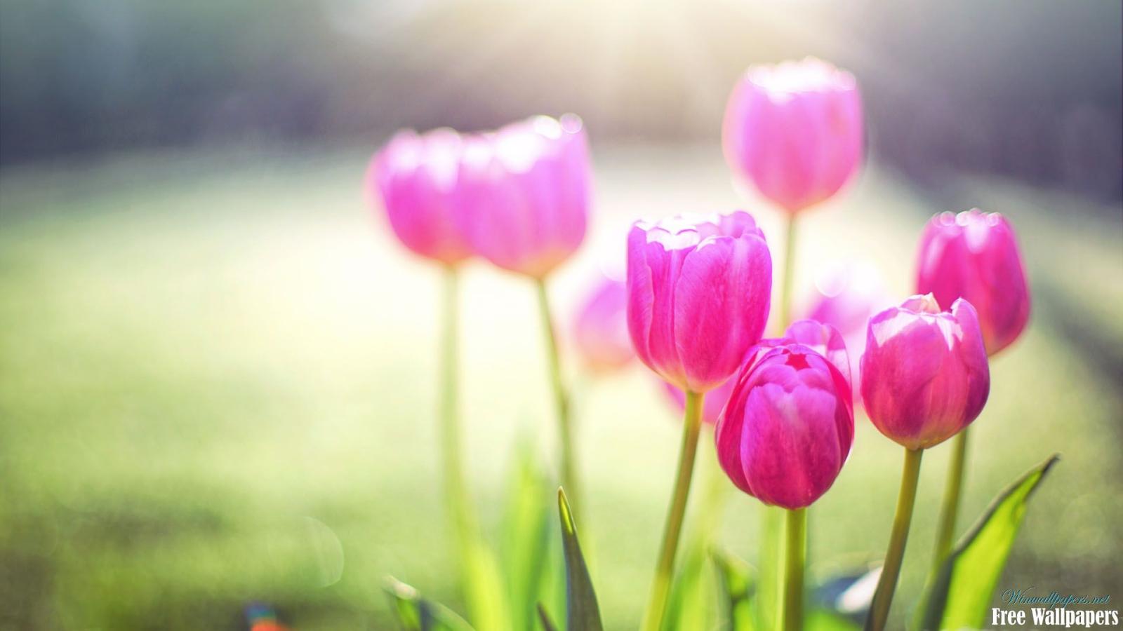 1920x1080 Spring Flowers Wallpaper | HD Windows Wallpapers