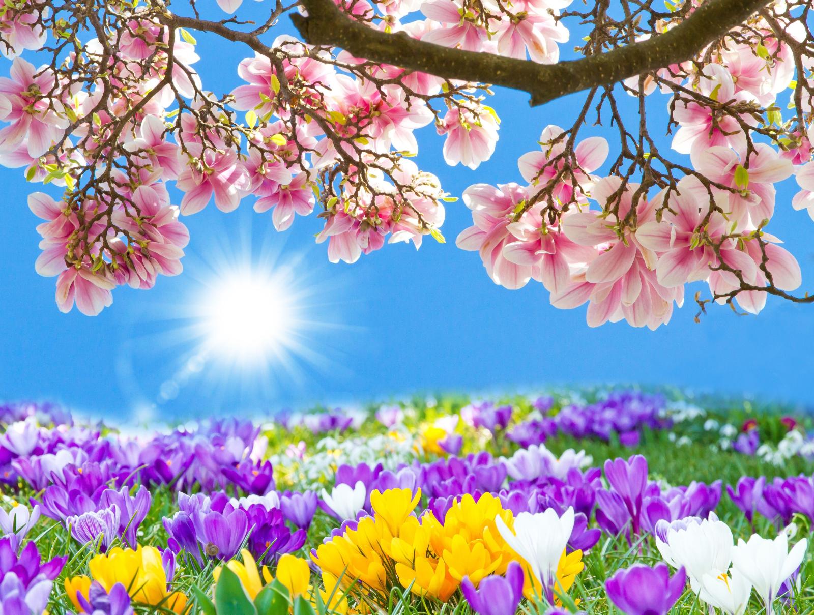 4572x3456 Flowers: Pink Sunshine Flowers Meadow Bloom Spring Sky Magnolia