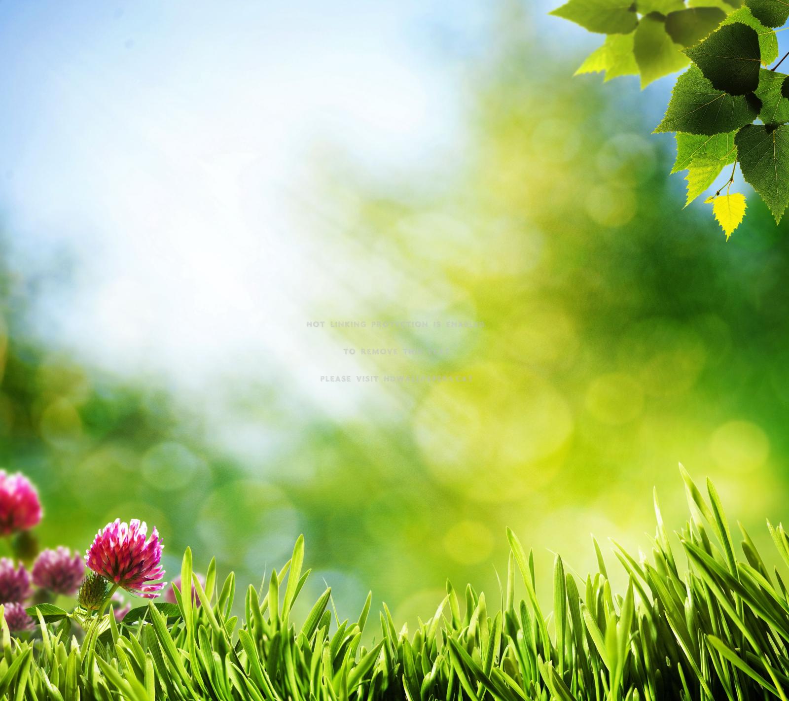 4000x3556 green spring sunshine clover grass leaves