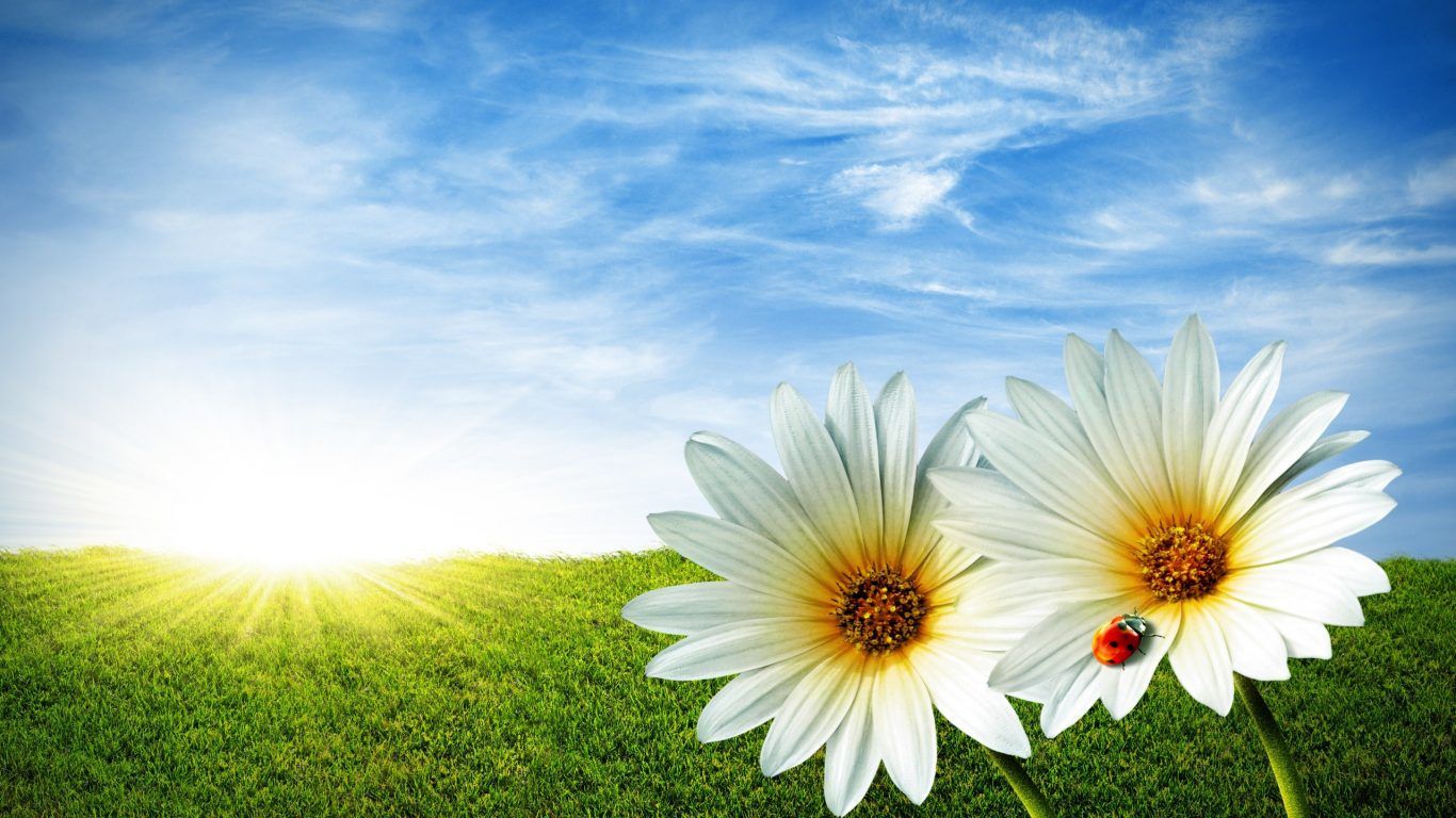 1366x768 Flowers: Field Clouds Lady Daisy Sunshine Bug Blue Spring Sun Lovely
