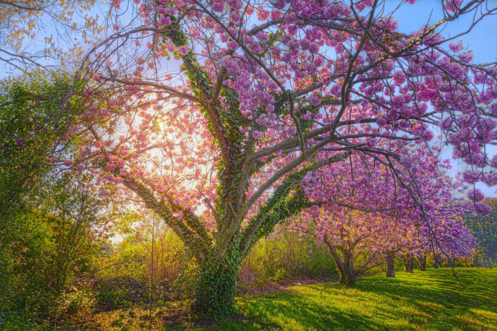 4750x3166 sunshine, Spring, Cherry, Blossom, Blossom, Cherry, Tree, Tree 4K HD