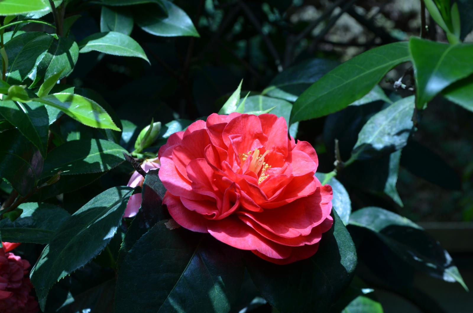 4928x3264 Flower: Beautiful Spring Sunshine Blossom Camellia Springtime Park