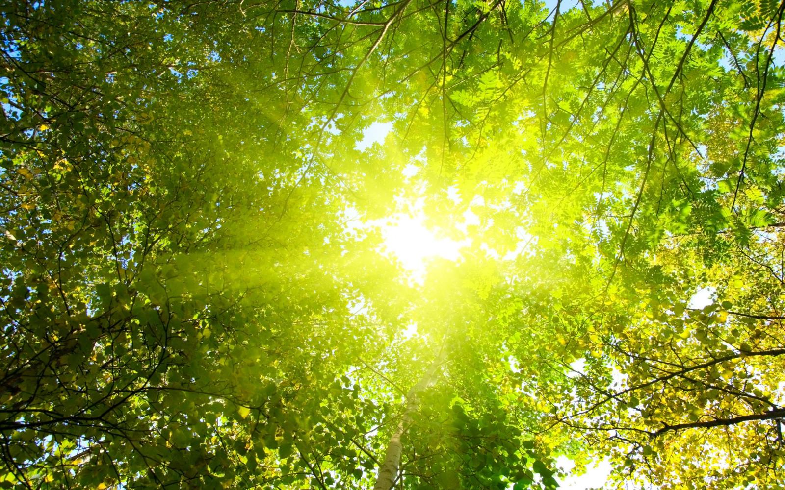2880x1800 Sunshine Wallpapers, Download picture of a green tree sunshine