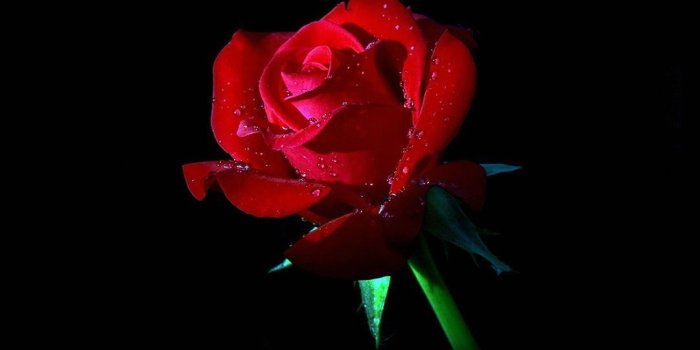 1080x1920 Elegant Dew Rose In Dark #iPhone #6 #plus #wallpaper | iPhone 6~8