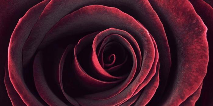 1403x1801 Triskele Alder on Burgundy Red | Maroon aesthetic, Rose