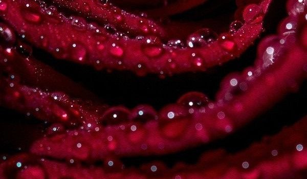 600x1920 Burgundy Rose | COLOR BURGUNDY ⚑ | Burgundy aesthetic, Burgundy