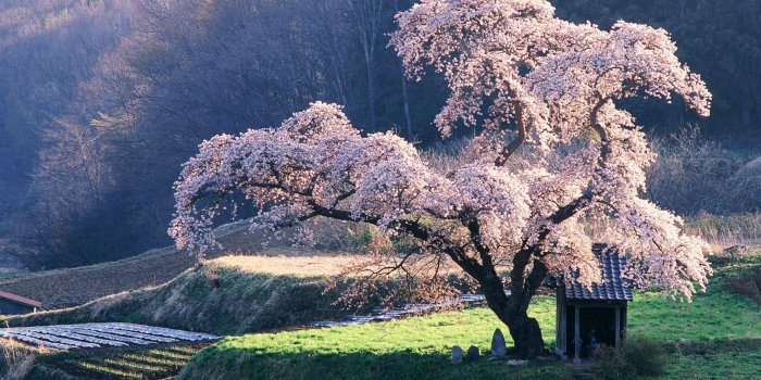 1920x1080 61+ Japanese Desktop Wallpapers on WallpaperPlay