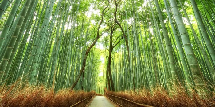 1920x1080 Bamboo Forest Japan Computer Wallpaper (51+ images)