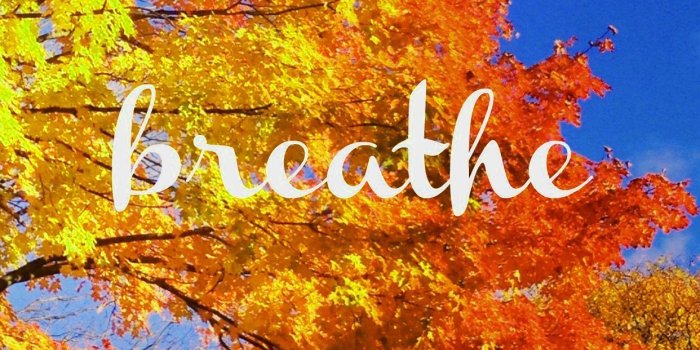 1242x2076 Fall Phone Wallpaper | Season Wallpaper