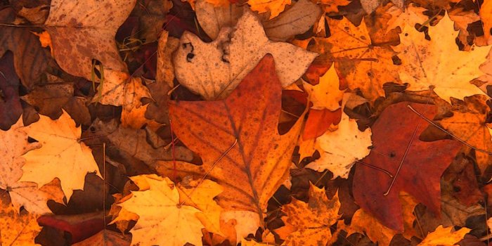 1080x1920 Free HD Fall Foliage Phone Wallpaper...1113