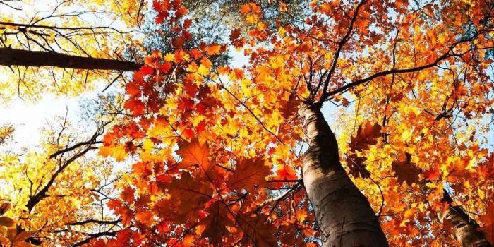 1080x1920 Fall Phone Wallpaper Hc - Autumn Phone Free Wallpaper & Backgrounds