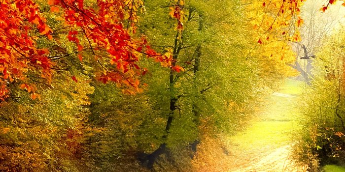 1080x1920 Fall Phone Wallpaper - Autumn Wallpaper Smartphone Free Wallpaper