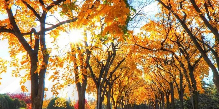 1080x1920 Fall phone wallpapers - SF Wallpaper