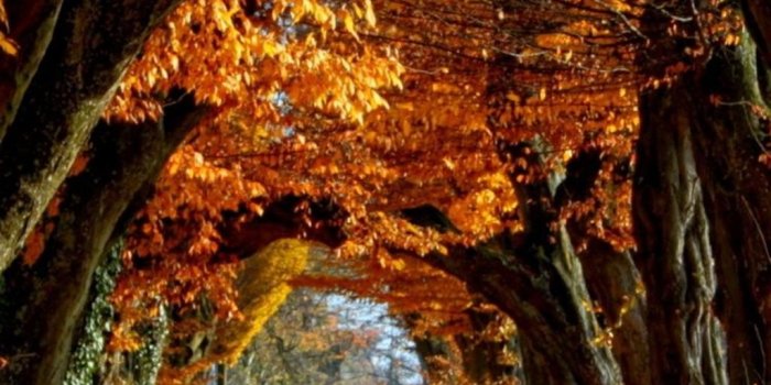 1024x1821 Fall Phone Wallpapers Group October rh