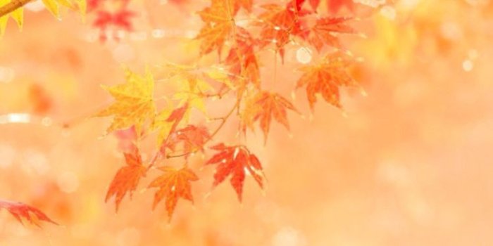 750x1334 Fall Phone Wallpapers - Top Free Fall Phone Backgrounds