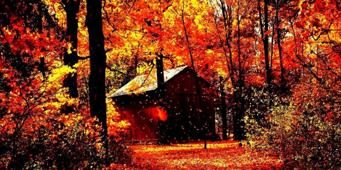 1920x1200 Mobile Phone, Forest,autumn Leaves, Tree, Landscape, Wallpaper For