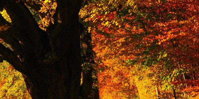 1440x2560 Fall Forest Wallpaper - iPhone, Android & Desktop Backgrounds