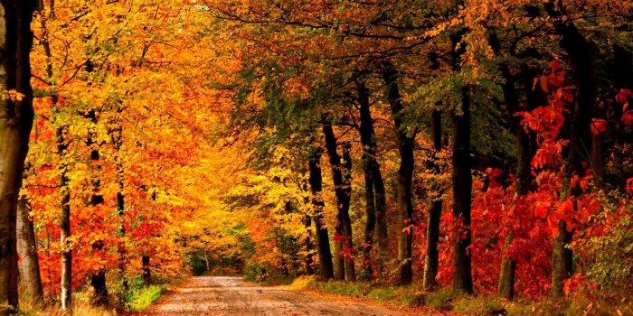 1920x1080 Mobile Phone, Leaves, Leaf, Fall, Landscape,autumn, Ultra HD