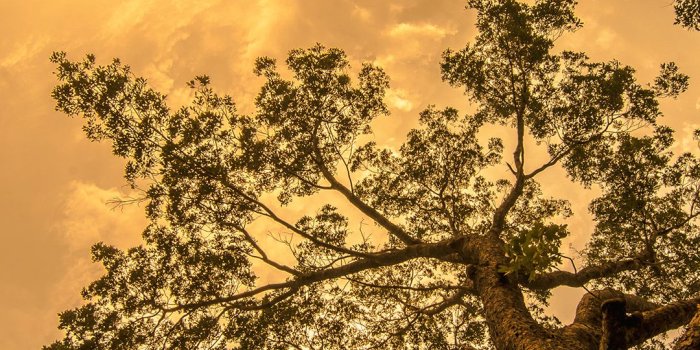 1080x1920 Free HD Tree Fall Phone Wallpaper...5568