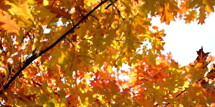 1920x1280 Beautiful Nature, Tree Nature, Mobile Phone, Wallpaper For Smart