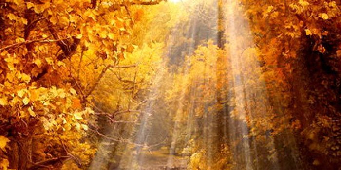 720x1280 Fall cell phone wallpapers - SF Wallpaper