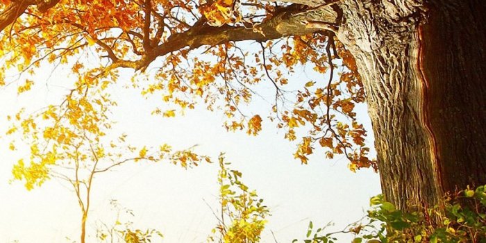 1080x1920 Nature Fall Leaves Hd Wallpaper Android Phone Nature - Fall Trees