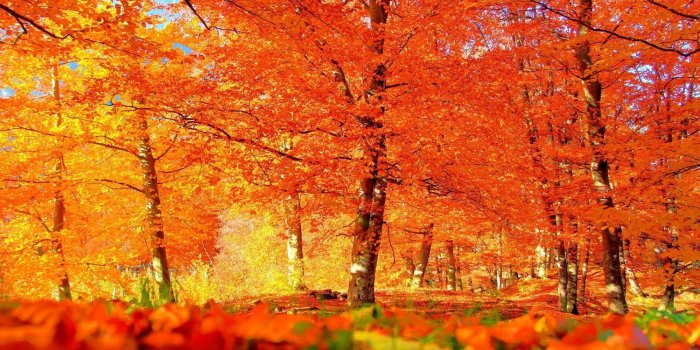 2000x1333 Leaves, Mobile Phone, Forest, Leaf, Fall, Wallpaper For Smart Pnone