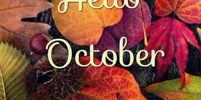 736x1412 Résultats de recherche d'images pour « phone wallpaper autumn