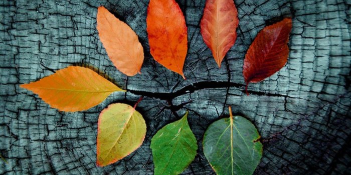 1680x1080 Fall Phone Wallpaper (35+), Find HD Wallpapers For Free