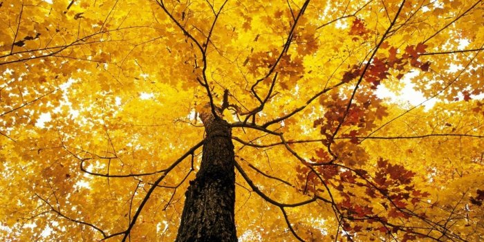 1920x1080 Download HD Wallpapers, Mac Backgrounds, Mobile Phone, Leaf, Tree