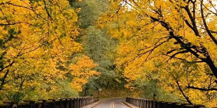 1080x1920 Fall Phone Wallpaper(35+) Wallpaper Collections