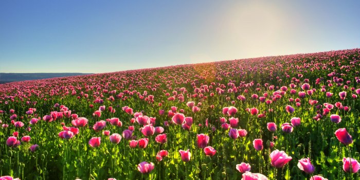 2560x1600 Amazing Spring Meadow wallpaper | 2560x1600 | #22470