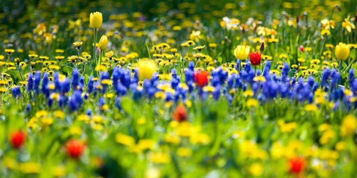 1920x1200 Spring Meadow Wallpapers