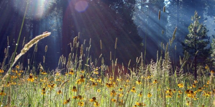 2560x1440 pretty-spring-meadow-wallpaper-32113-32851-hd-wallpapers – WCTS Radio