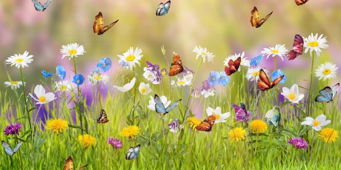 1920x1080 Spring Meadow HD Wallpaper | Background Image | 1920x1080 | ID