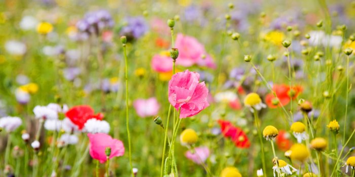 2560x1600 Spring Meadow Wallpaper #6854473