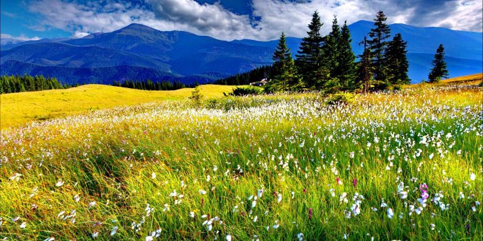 1680x1050 Spring Meadow wallpaper | 1680x1050 | #68911