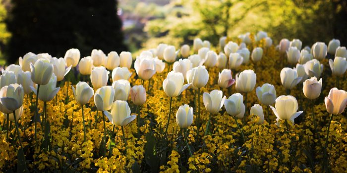 2560x1600 Spring Meadow Wallpapers - Top Free Spring Meadow Backgrounds