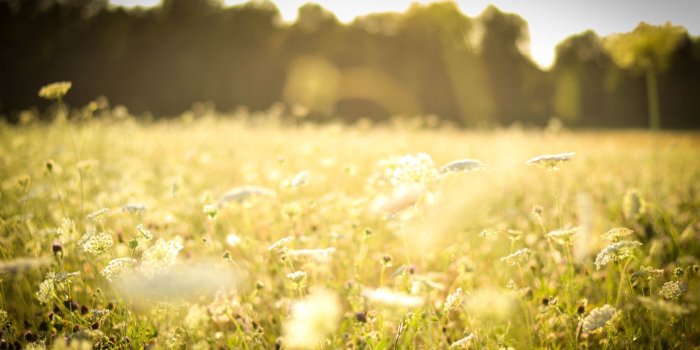 1680x1050 Beautiful Spring Meadow Wallpaper #6776541