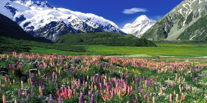 1200x900 Spring meadow Aoraki Mount Cook New Zealand. What a beautiful sight