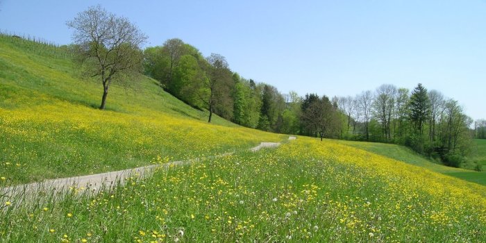 1270x697 Spring Meadow Scenery Wallpaper | Wallpaper ME