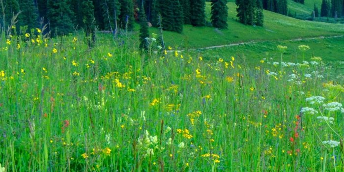 1440x2960 Earth/Meadow (1440x2960) Wallpaper ID: 748376