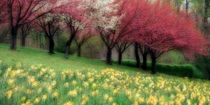 1600x1200 Spring Meadow Wallpapers