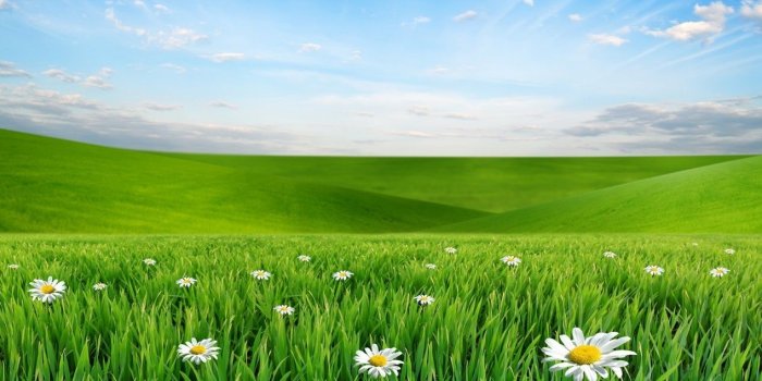 1268x800 Spring Meadow Wallpaper download - Spring HD Wallpaper - Appraw