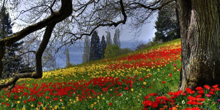 2560x1600 Spring Meadow 32095 2560x1600px