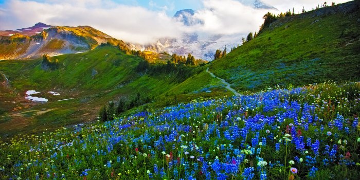 3840x2400 Landscape Spring Meadow Flowers Wallpaper Hd 8632 : Wallpapers13.com