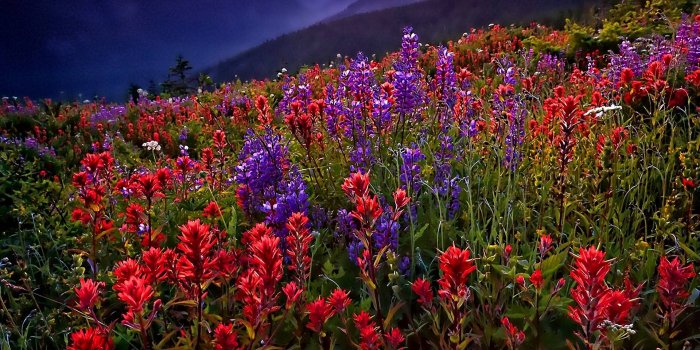 1920x1440 7486 spring meadow wallpaper